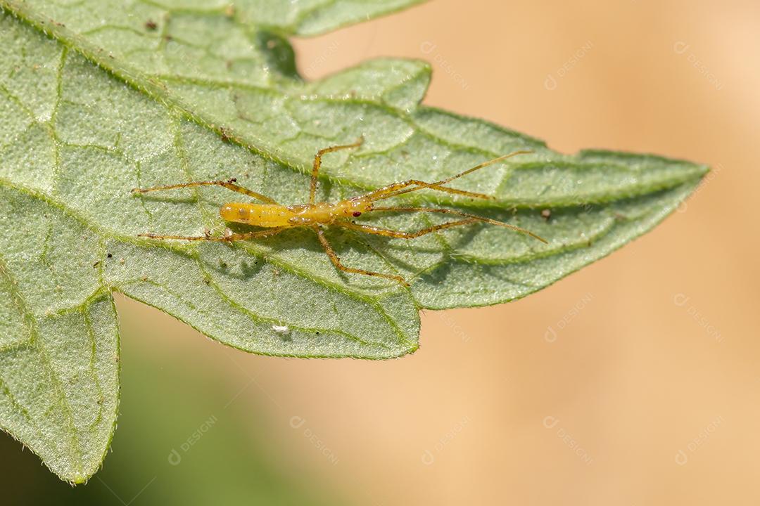 Ninfa Assassin Bug da Família Reduviidae inseto