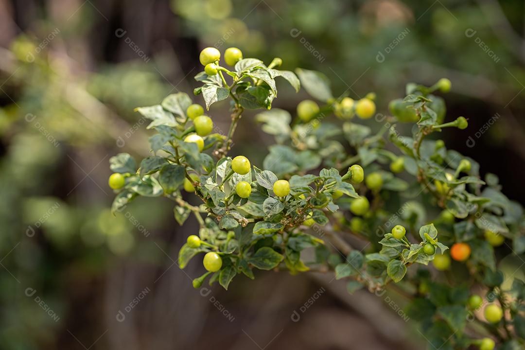 Plantas de pimenta com frutas folha floresta