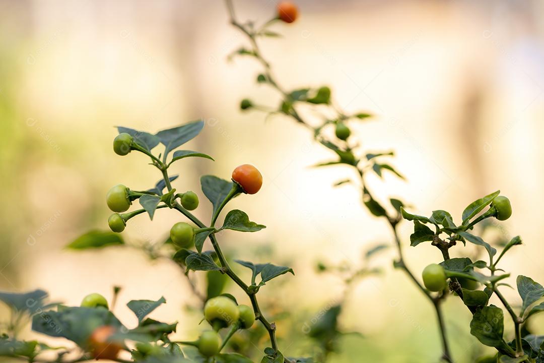 Plantas de pimenta com frutas folha floresta