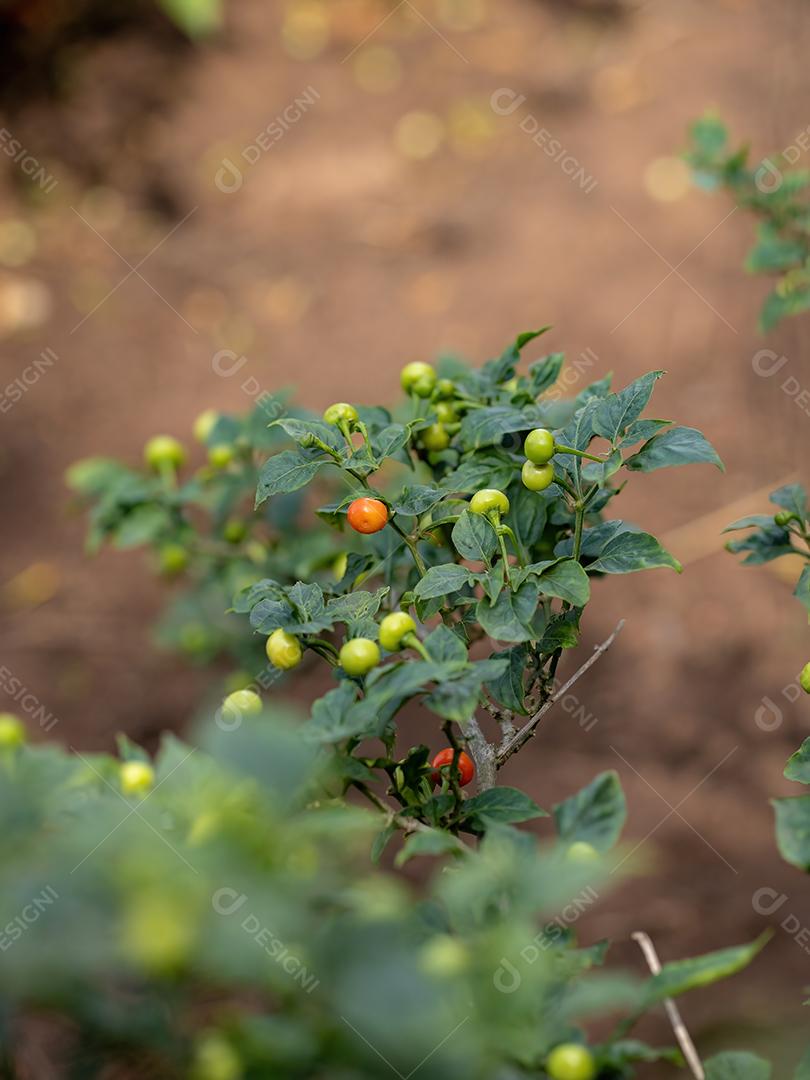 Plantas de pimenta com frutas folha floresta