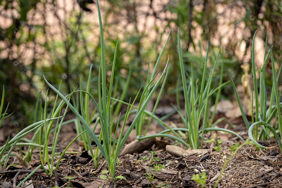 Pequenas folhas de cebolinha da espécie Allium schoenoprasum