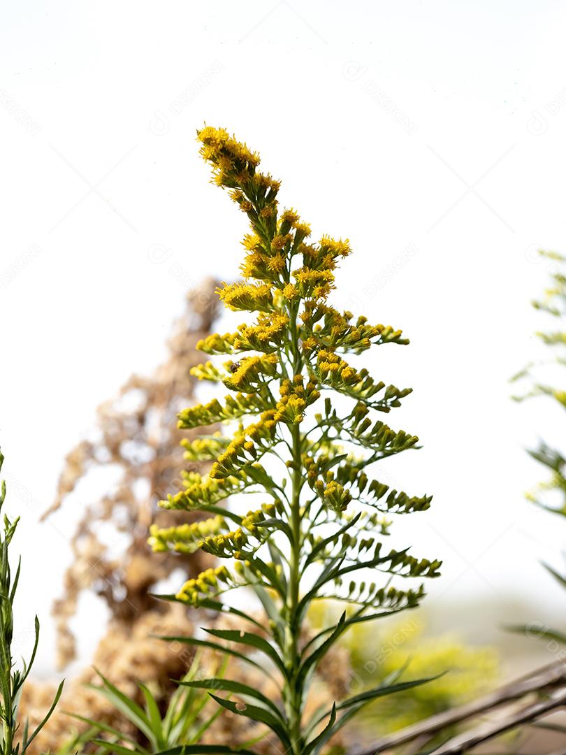 Anis Goldenrod Planta da espécie Solidago chilensis