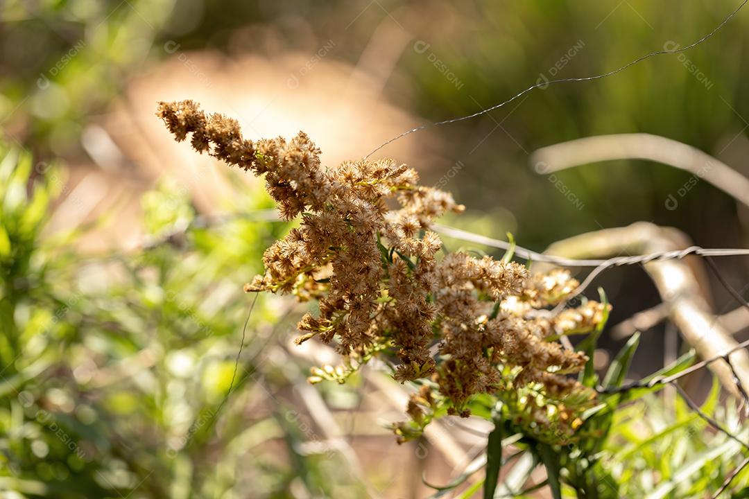 Anis Goldenrod Planta da espécie Solidago chilensis