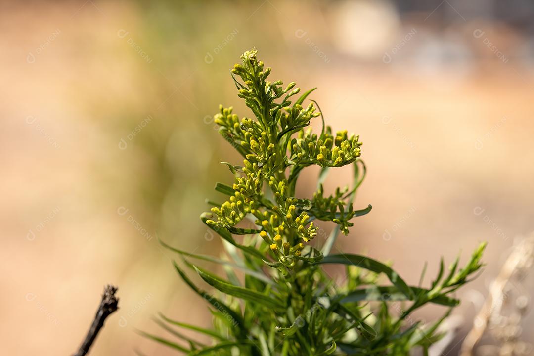 Anis Goldenrod Planta da espécie Solidago chilensis