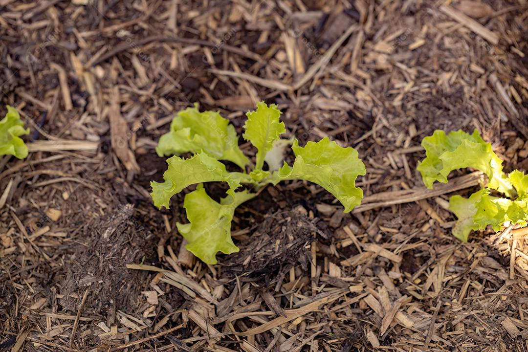 Pequenas mudas de alface cultivadas em solo