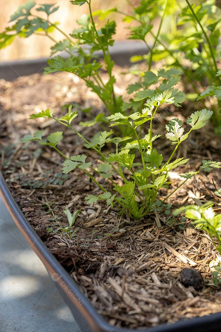 Planta de coentro pequena da espécie Coriandrum sativum