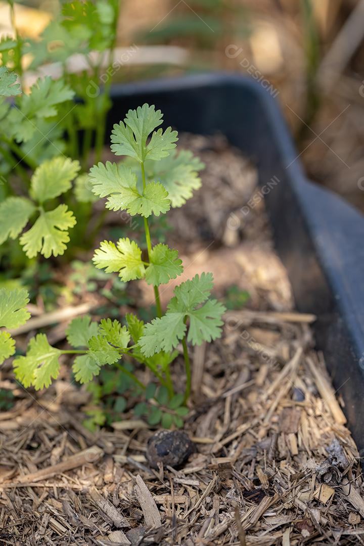 Planta de coentro pequena da espécie Coriandrum sativum