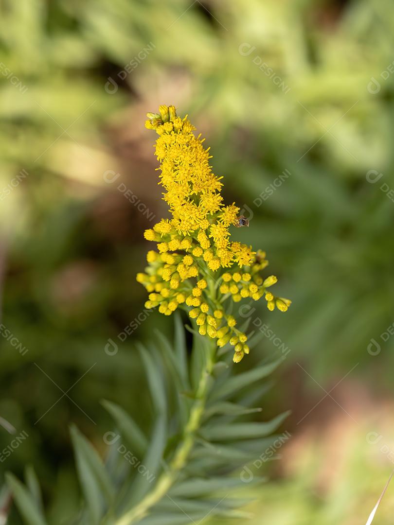 Anis Goldenrod Planta da espécie Solidago chilensis