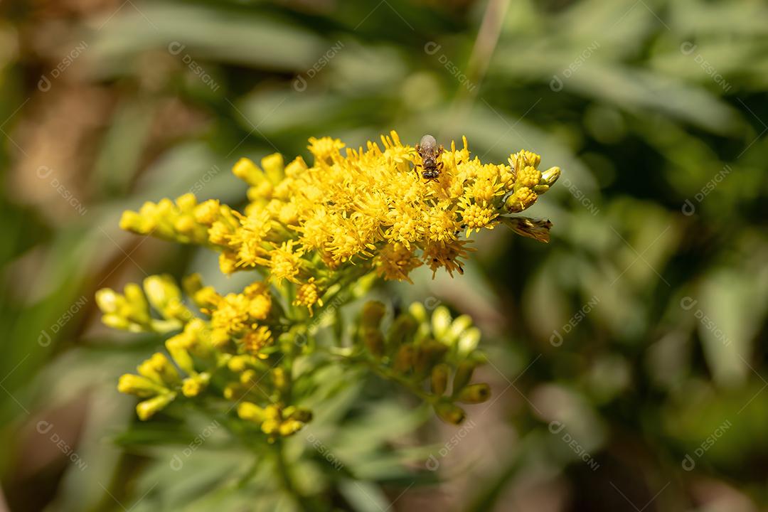 Anis Goldenrod Planta da espécie Solidago chilensis