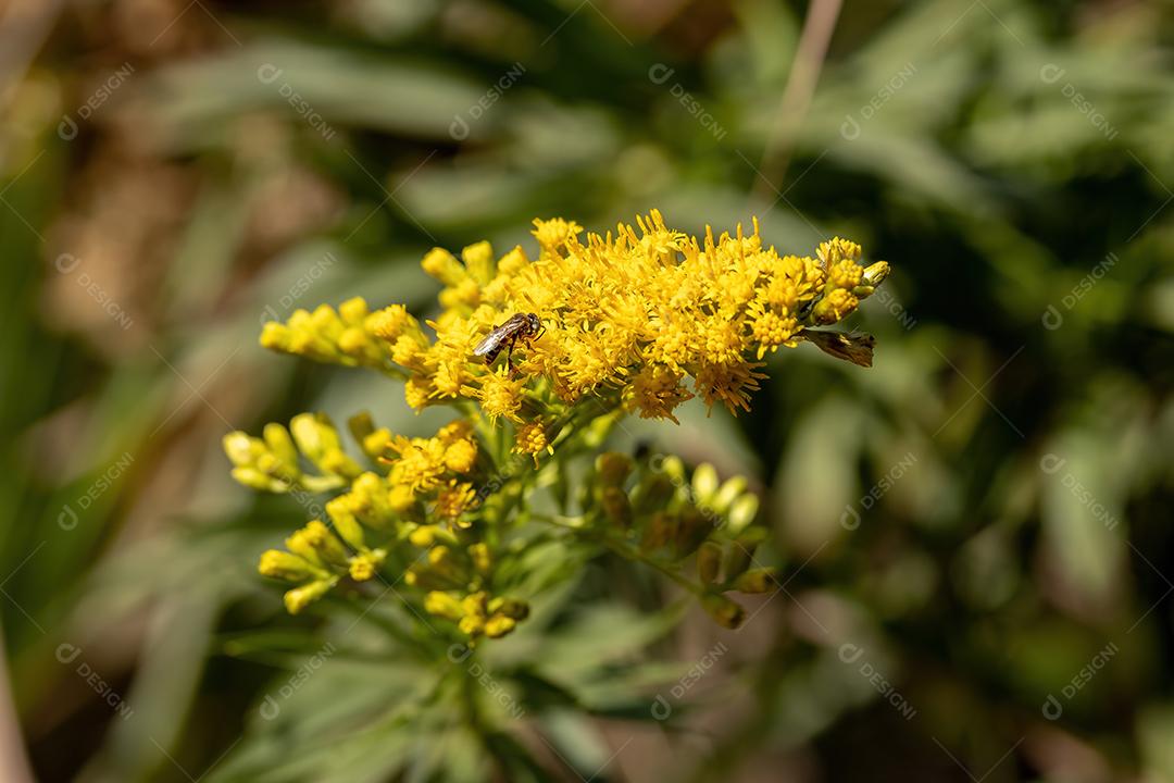 Anis Goldenrod Planta da espécie Solidago chilensis