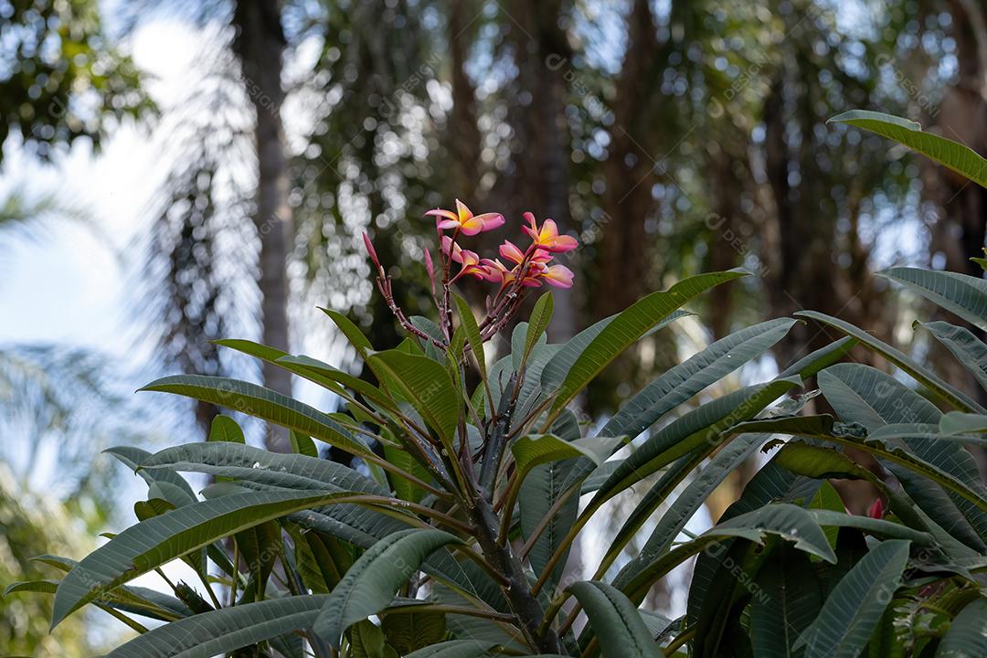 Plumeria mexicana planta da espécie Plumeria rubra