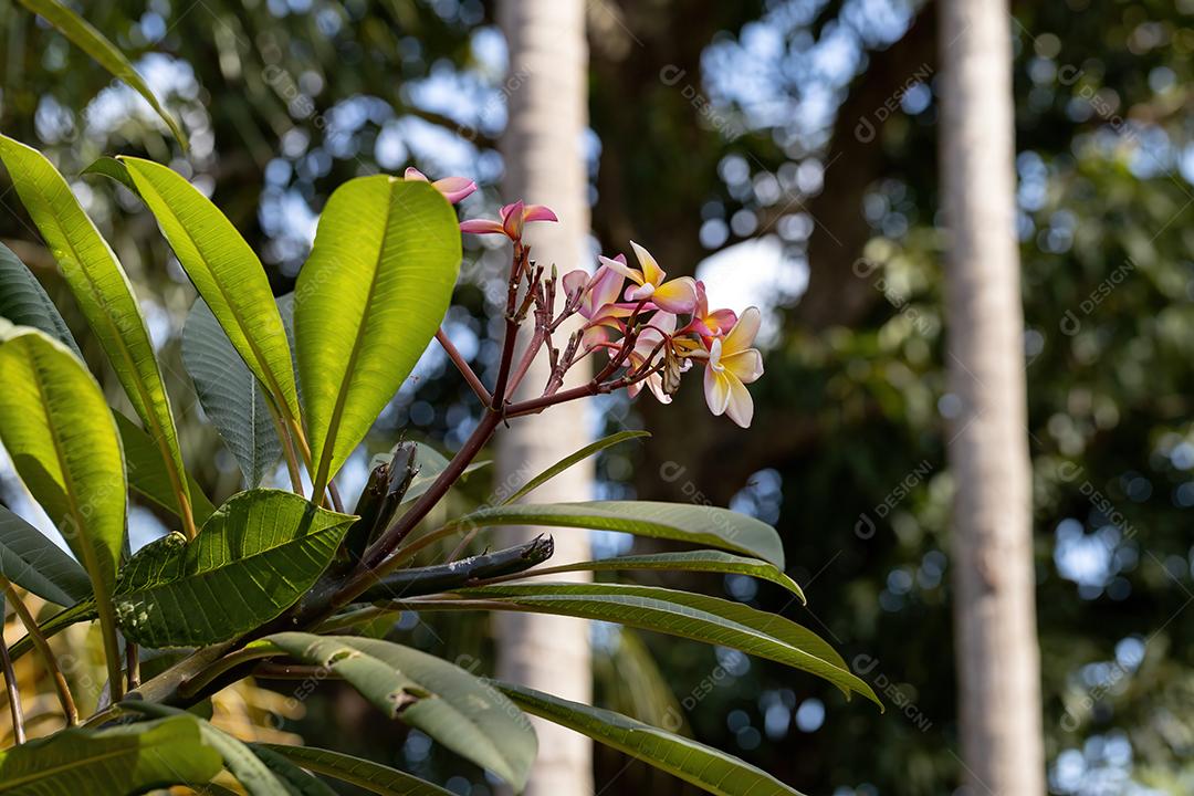 Plumeria mexicana planta da espécie Plumeria rubra
