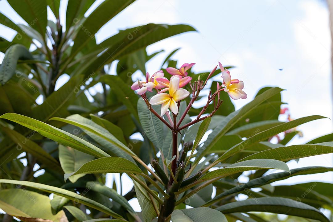 Plumeria mexicana planta da espécie Plumeria rubra
