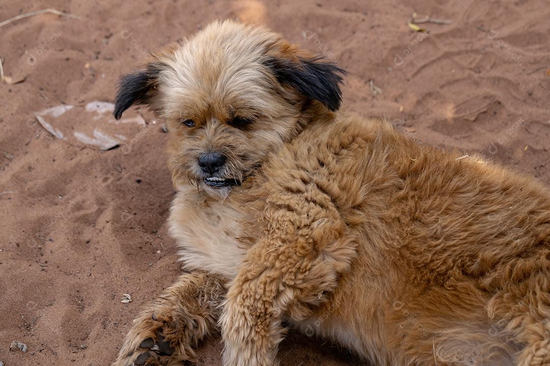 Cão cachorro animal doméstico em uma fazenda