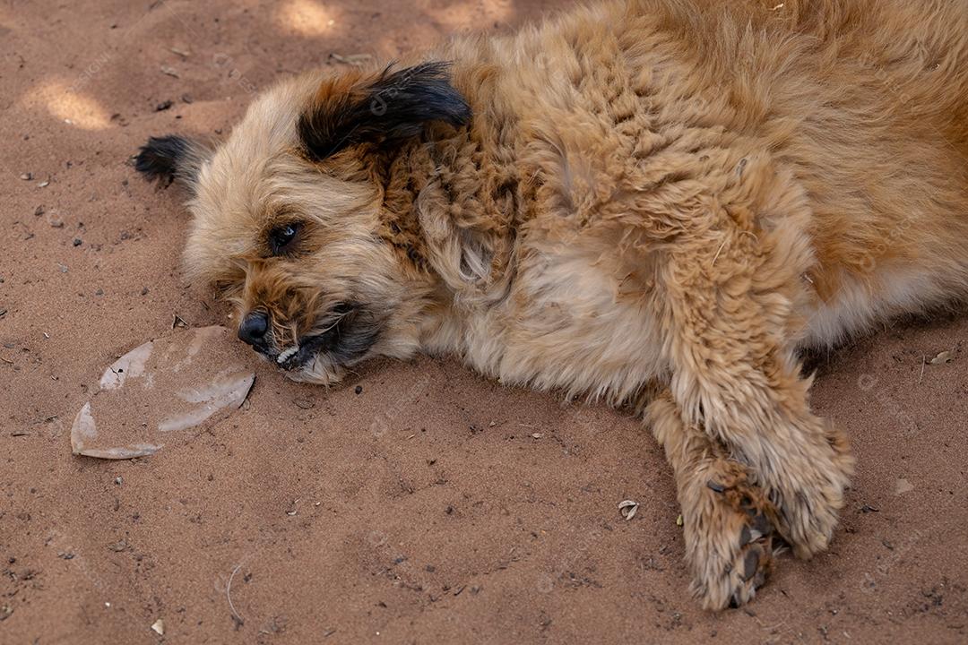 Cão cachorro animal doméstico em uma fazenda