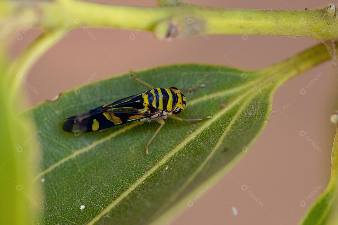 Cigarrinha típica adulta do gênero Dilobopterus