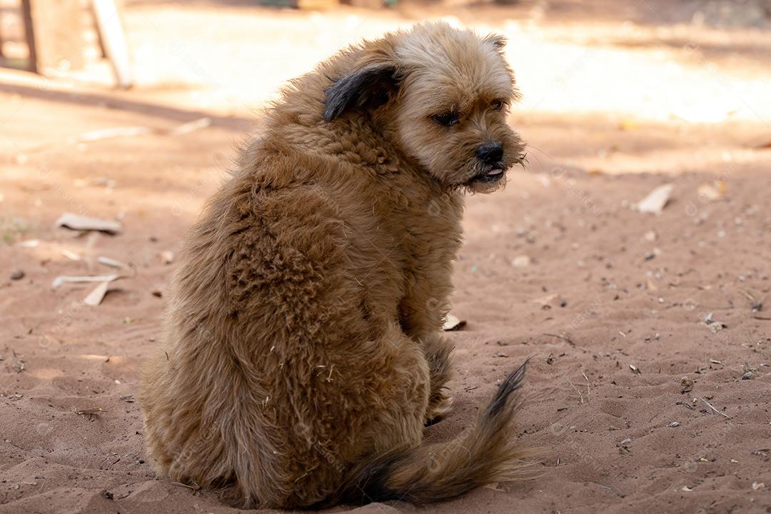 Cão cachorro animal doméstico em uma fazenda