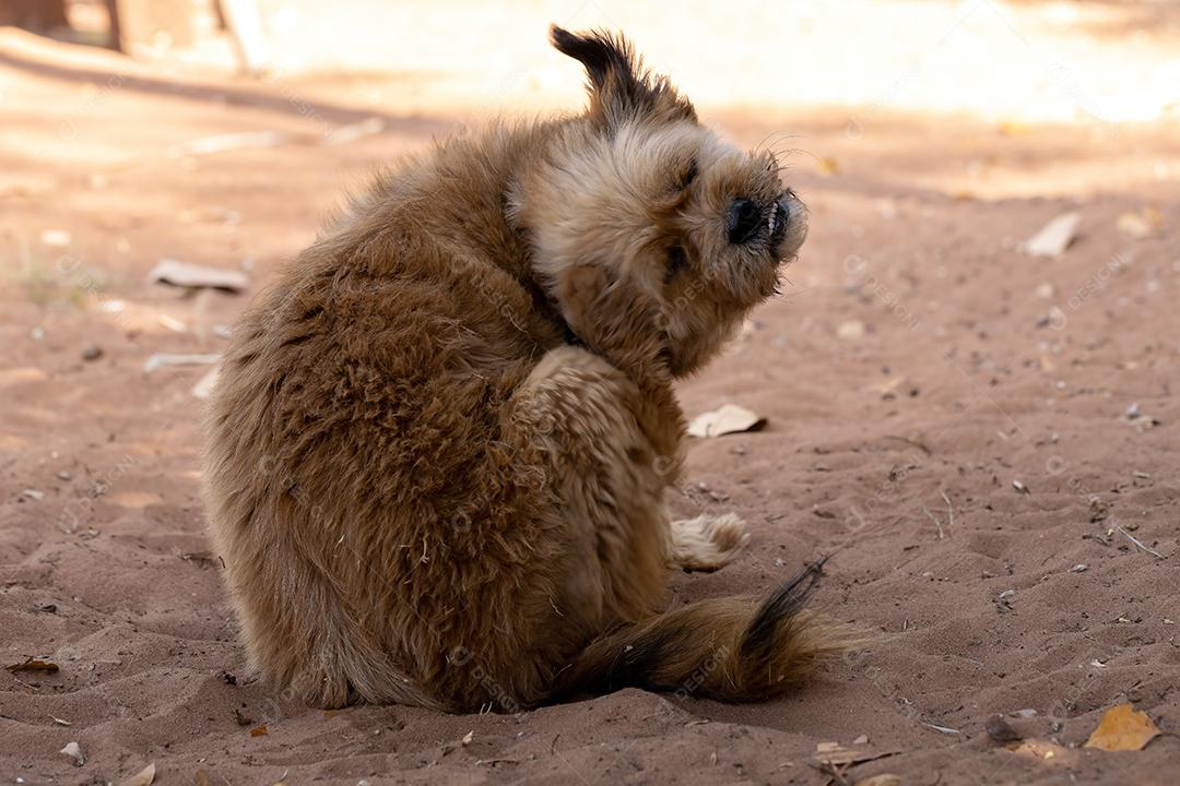 Cão cachorro animal doméstico em uma fazenda