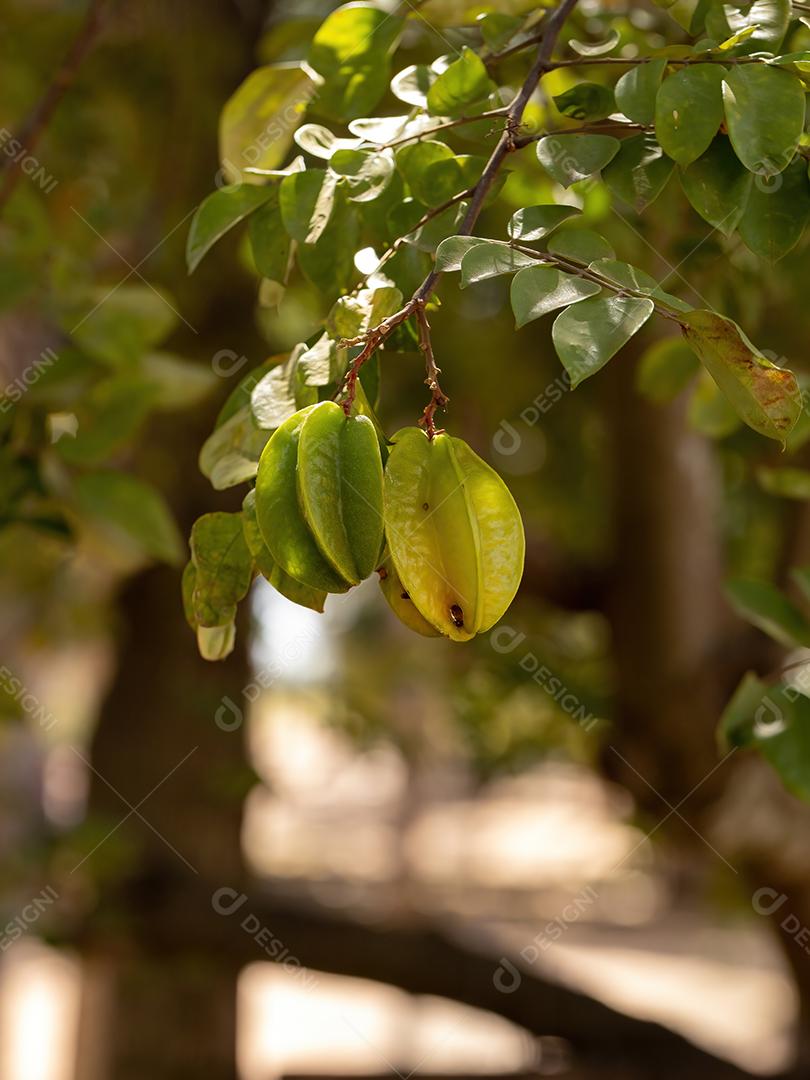 Carambola verde da espécie Averrhoa carambola