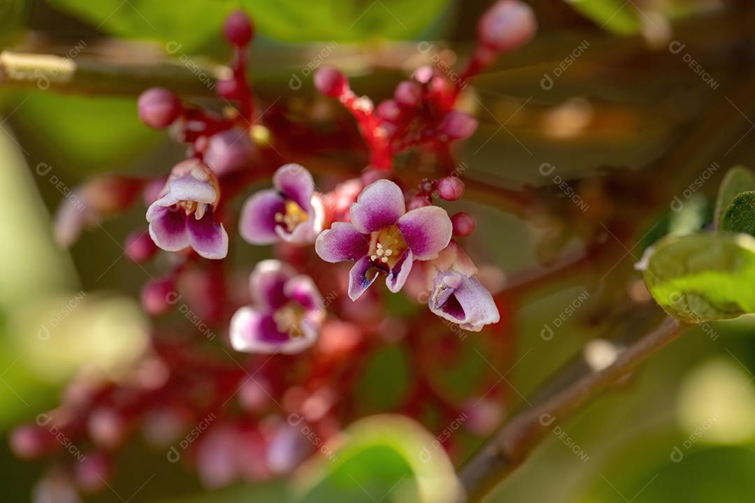 Flor de carambola da espécie Averrhoa carambola