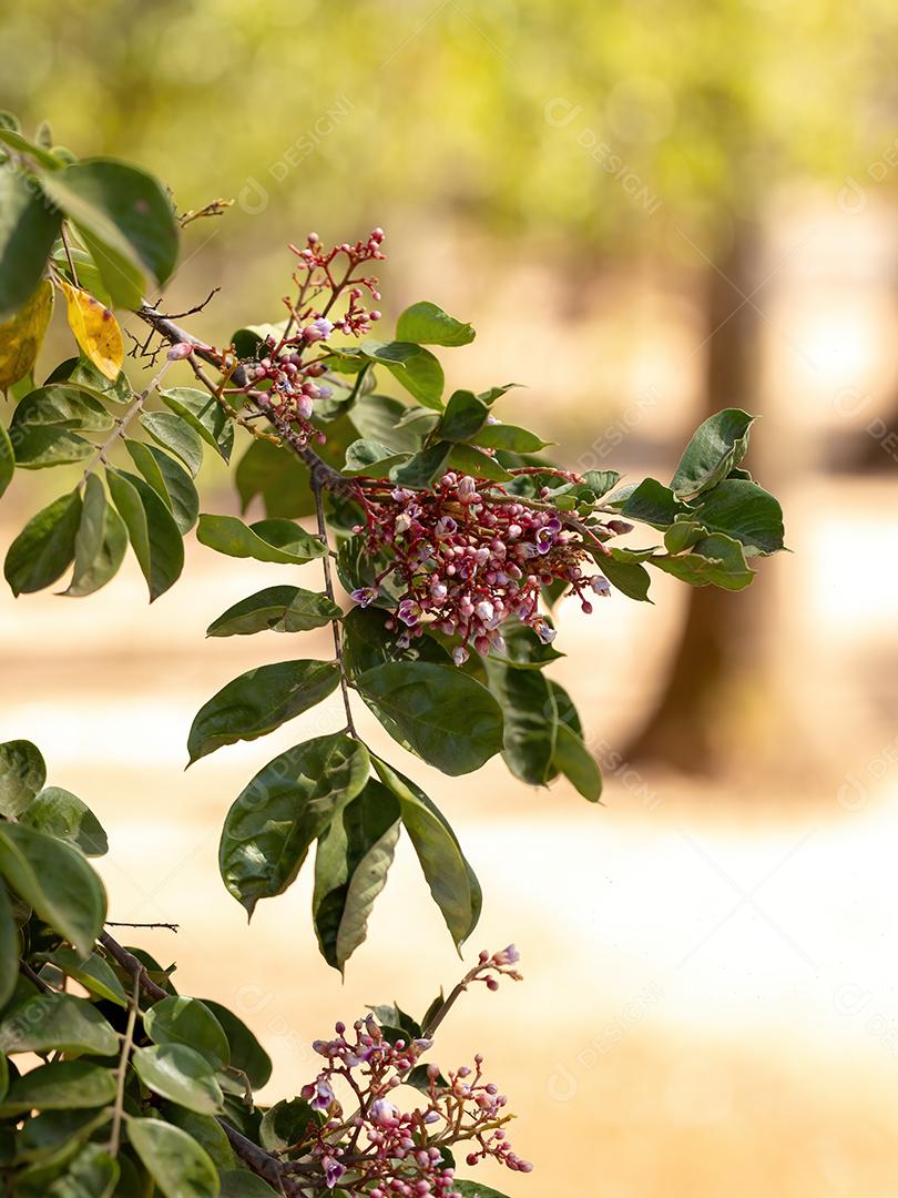 Flor de carambola da espécie Averrhoa carambola