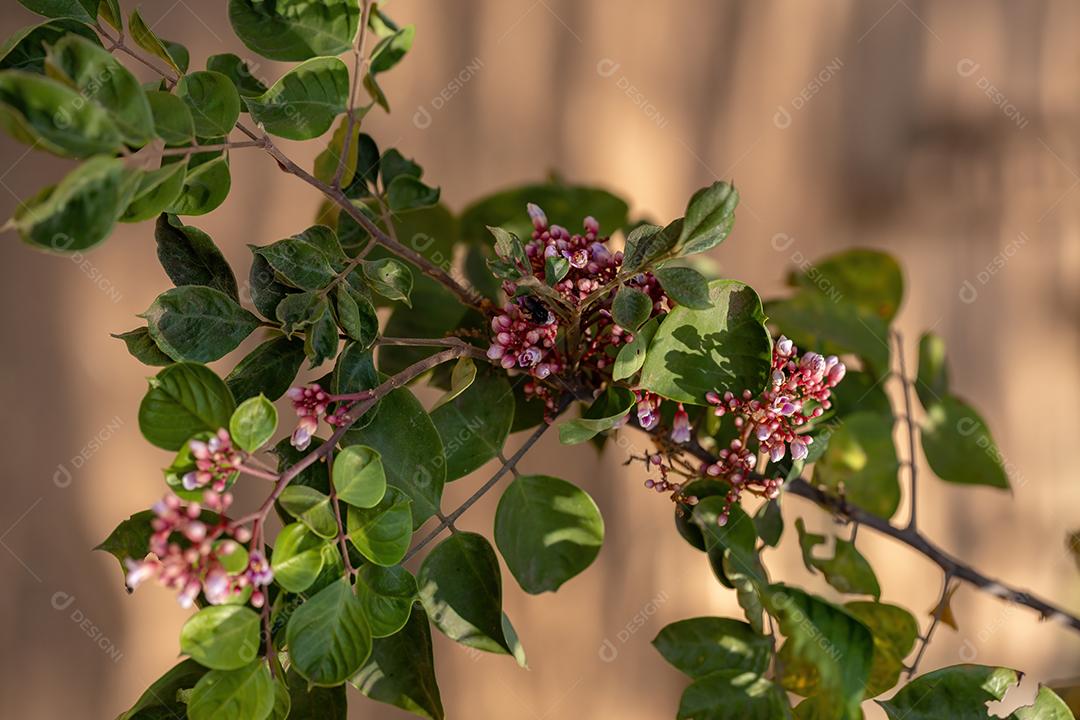 Flor de carambola da espécie Averrhoa carambola