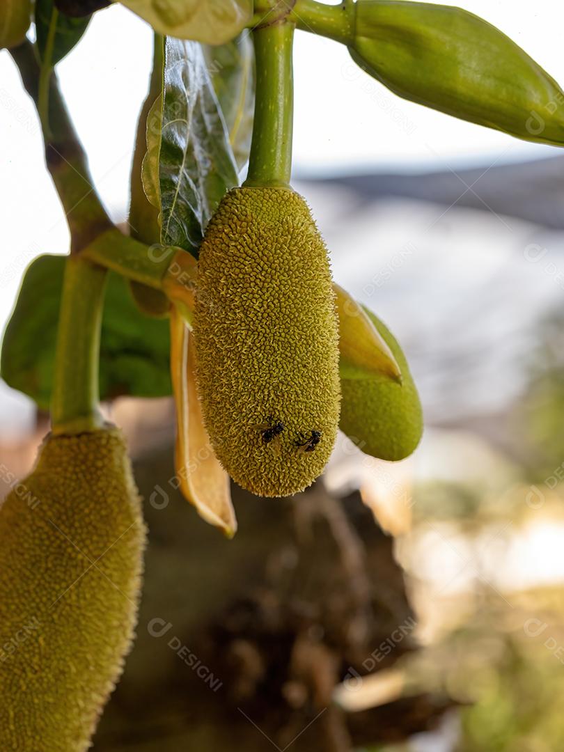 Jaqueira cultivada da Espécie Artocarpus heterophyllus