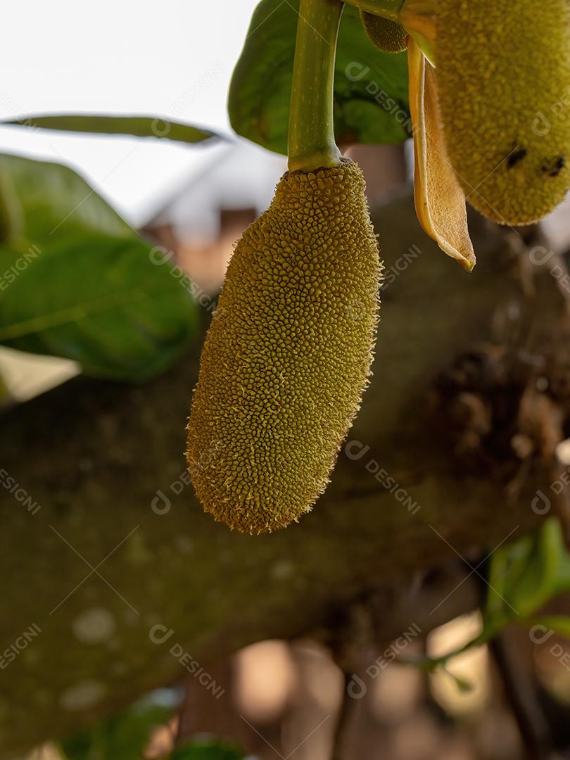 Jaqueira cultivada da Espécie Artocarpus heterophyllus