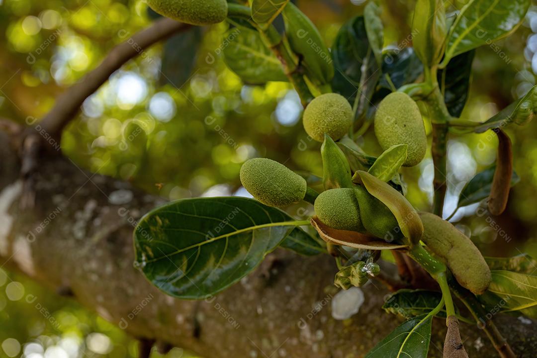 Jaqueira cultivada da Espécie Artocarpus heterophyllus1A8399-low-light