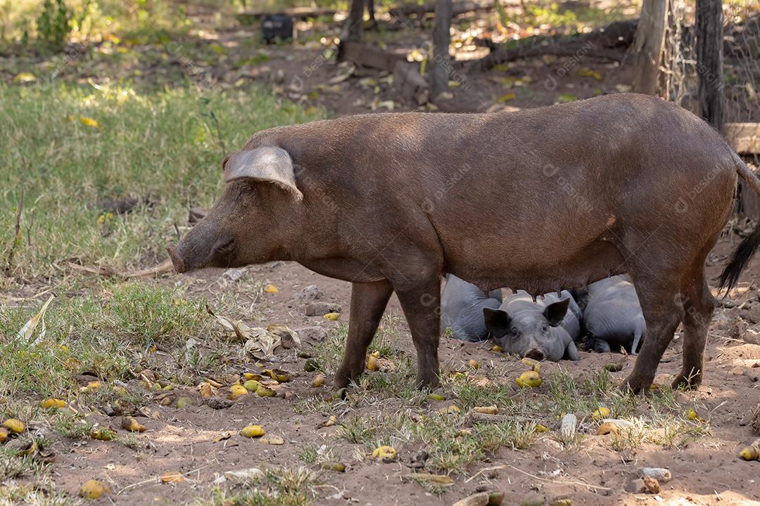 Porco preto criado em chiqueiro animal terrero