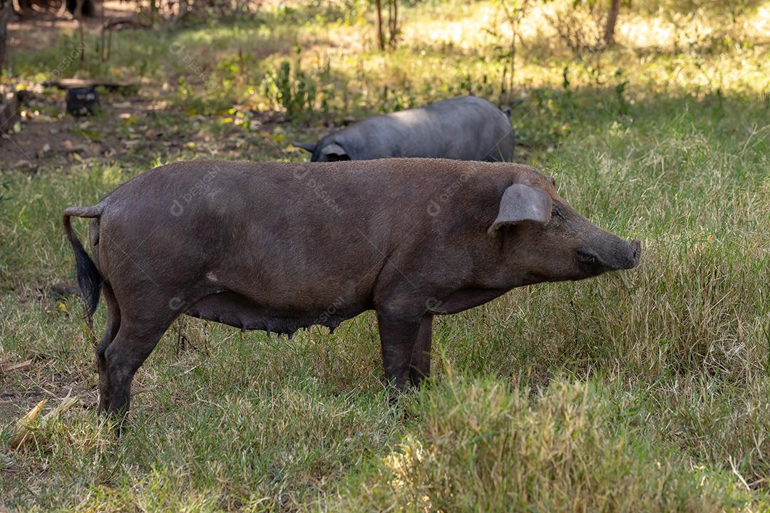 Porco preto criado em chiqueiro animal terrero