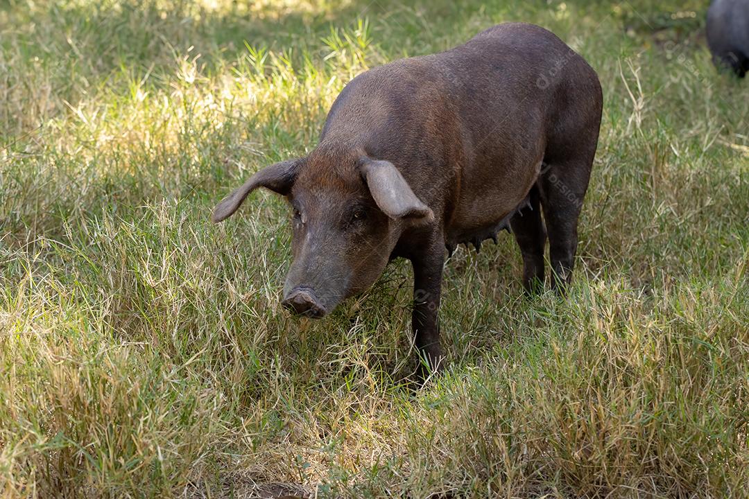 Porco preto criado em chiqueiro animal terrero