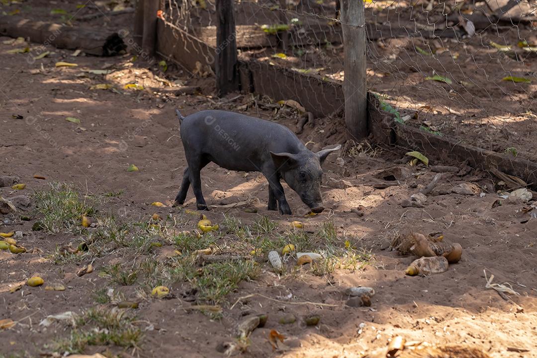 Porco preto criado em chiqueiro animal terrero