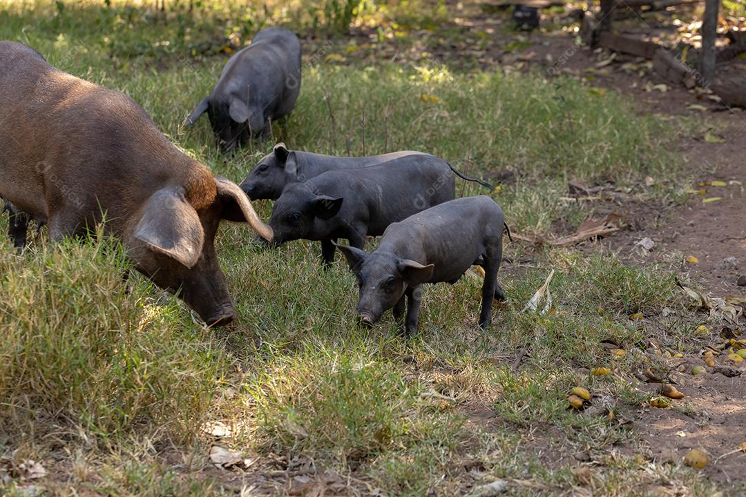 Porco preto criado em chiqueiro animal terrero