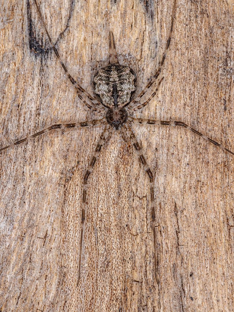 Aranha Longspinneret adulta da família Hersiliidae