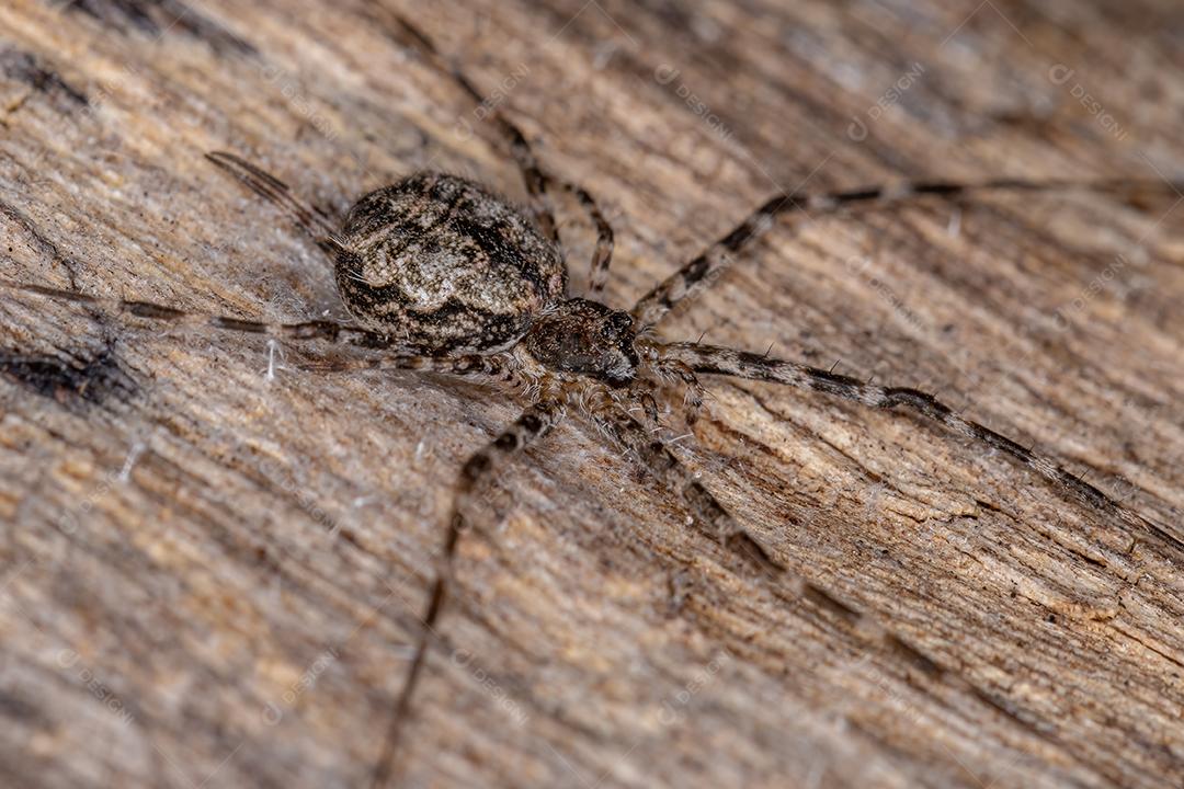 Aranha Longspinneret adulta da família Hersiliidae