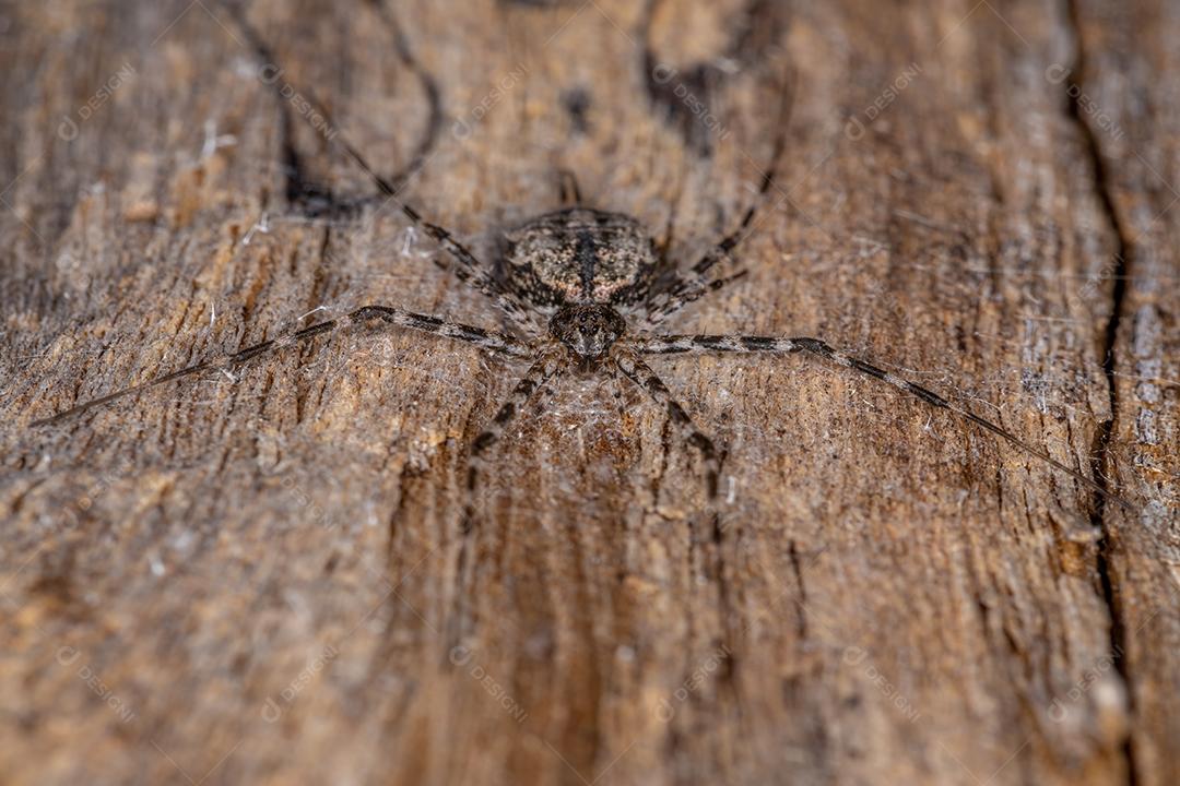 Aranha Longspinneret adulta da família Hersiliidae