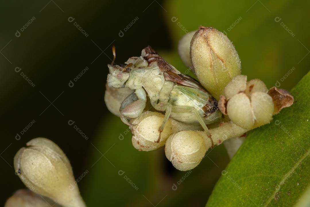 Inseto de emboscada adulto da subfamília Phymatinae em botões de flores de canela