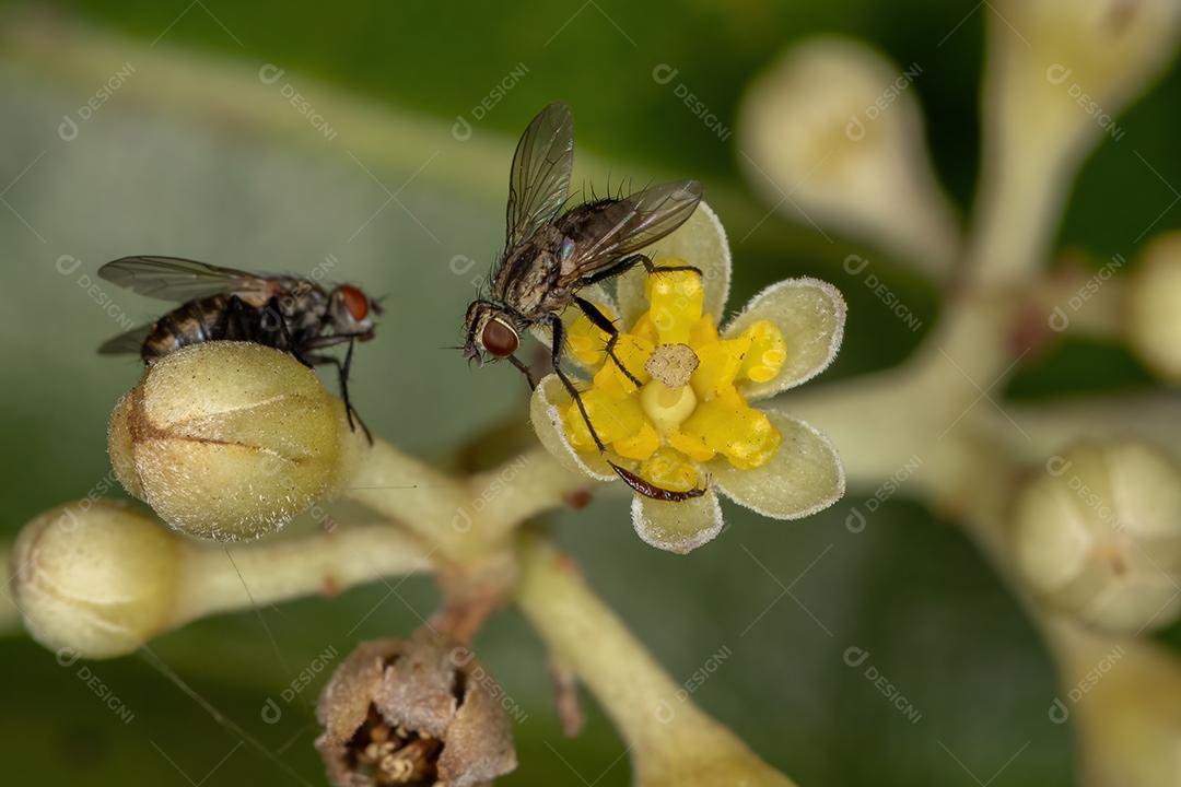 Mosca de cerdas adulta da família Tachinidae em flores de canela