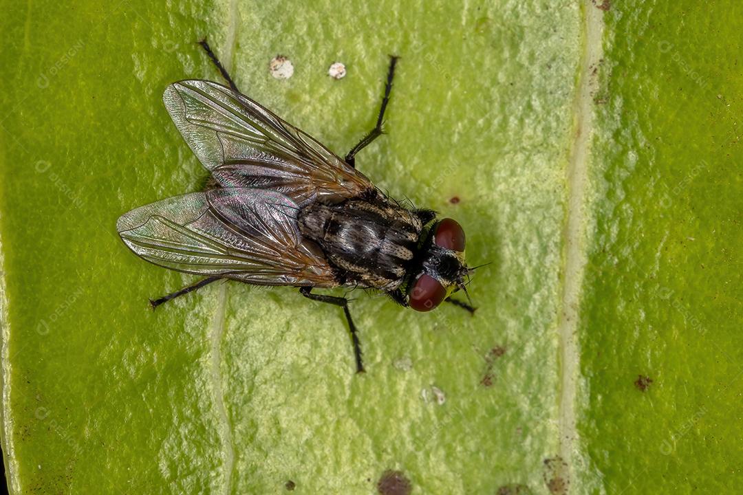 Mosca doméstica adulta da espécie Musca domestica