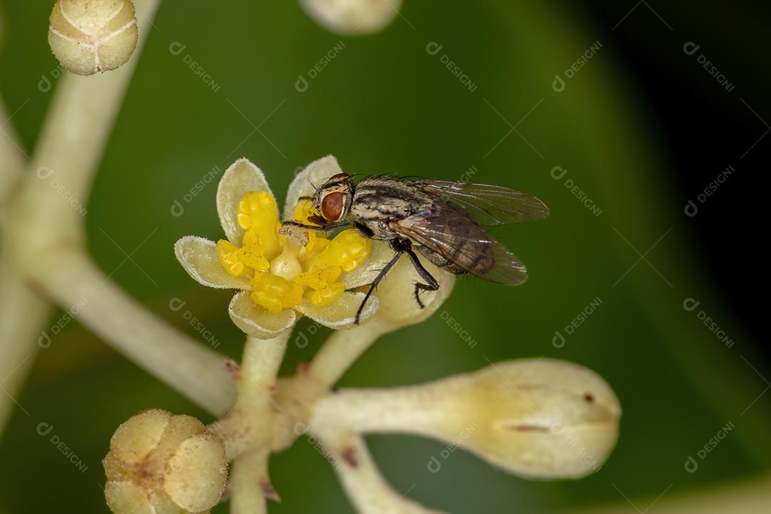 Mosca de cerdas adulta da família Tachinidae em flores de canela