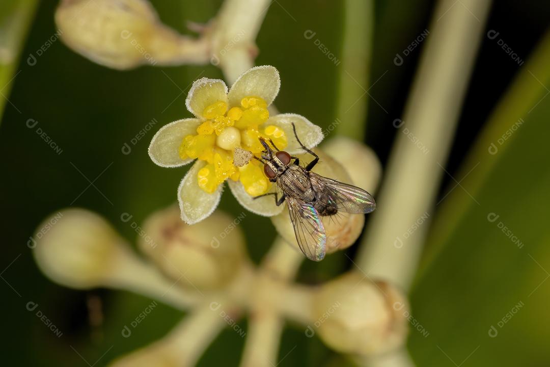 Mosca de cerdas adulta da família Tachinidae em flores de canela