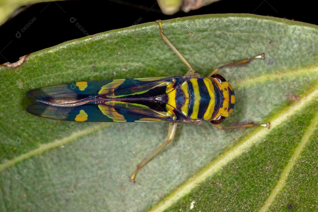 Cigarrinha típica adulta do gênero Dilobopterus