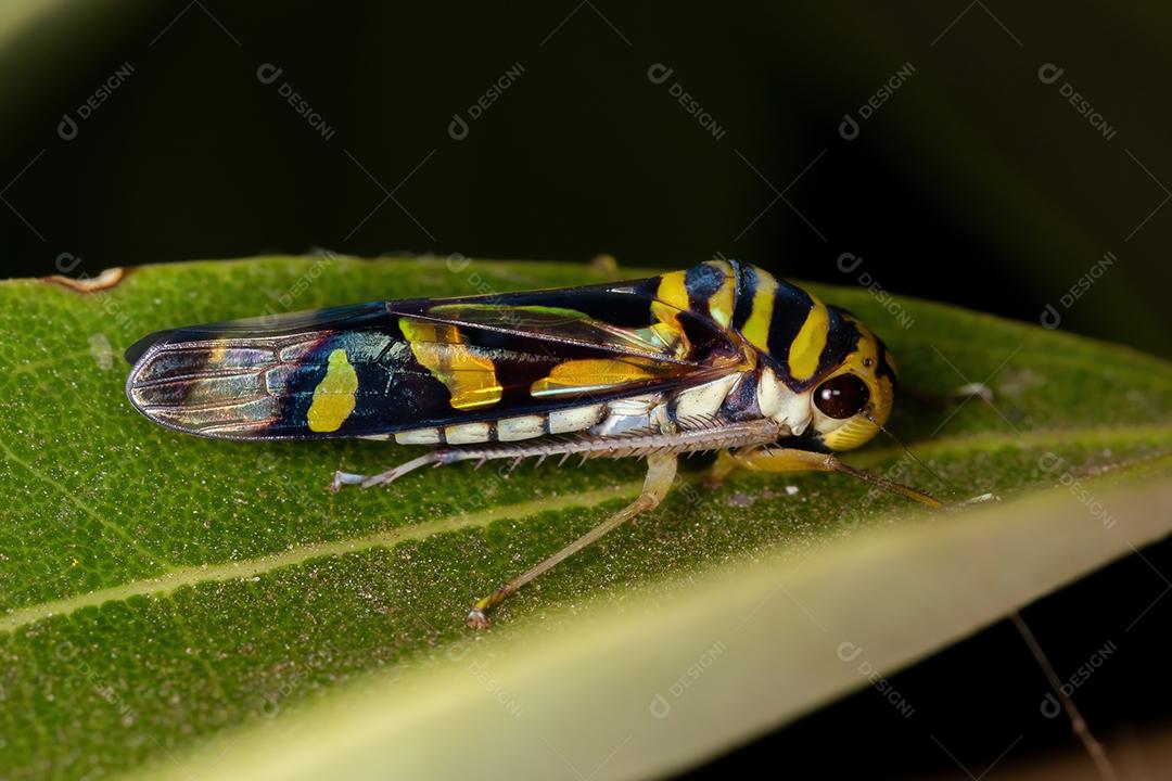Typical adult leafhopper of the genus Dilobopterus