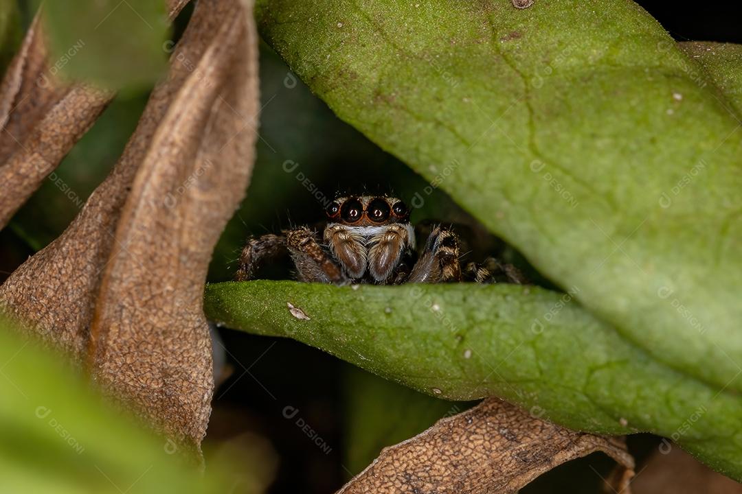 Pequena aranha saltadora da subtribo Freyina