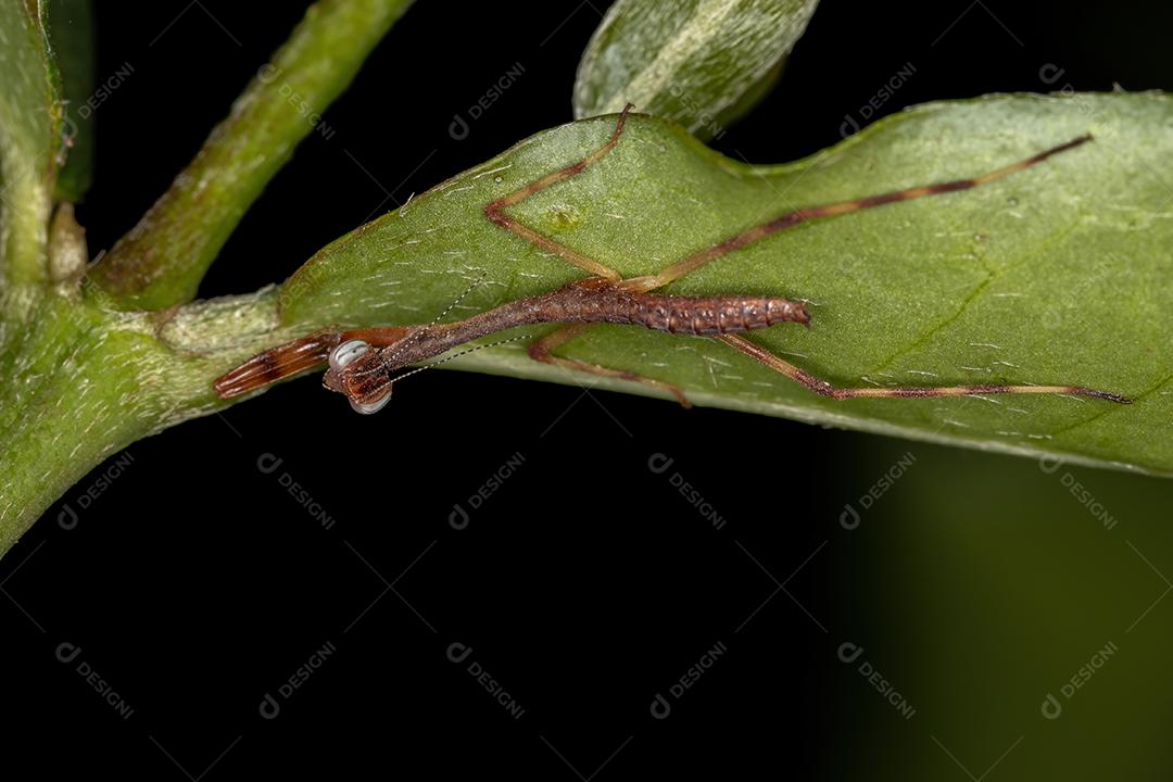 Pequena ninfa Mantid da família Mantidae