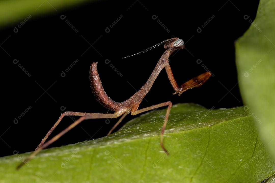 Pequena ninfa Mantid da família Mantidae