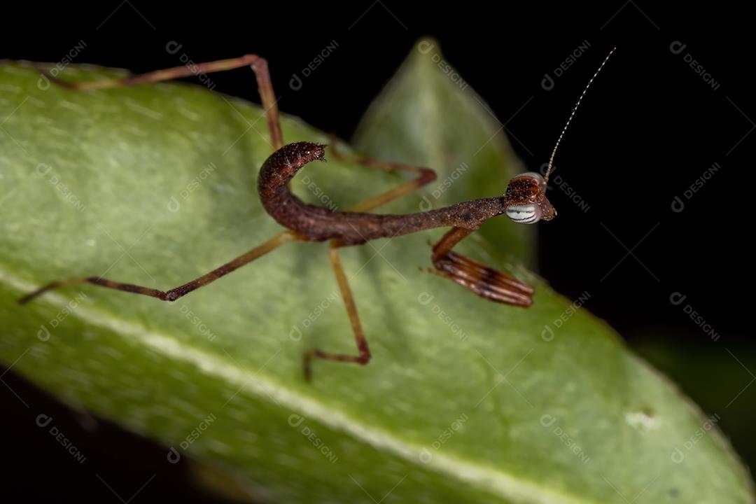 Pequena ninfa Mantid da família Mantidae