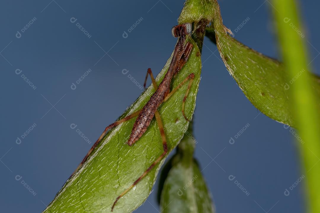 Pequena ninfa Mantid da família Mantidae