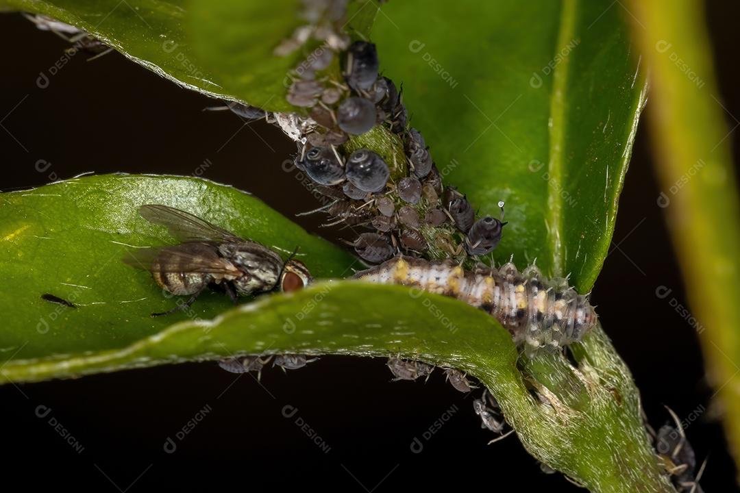 Pequenos pulgões pretos da família Aphididae